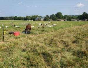 It doesn’t take a champion mutton buster to know that sheep graze differently from cattle, although the underlying forage base is typically the same.